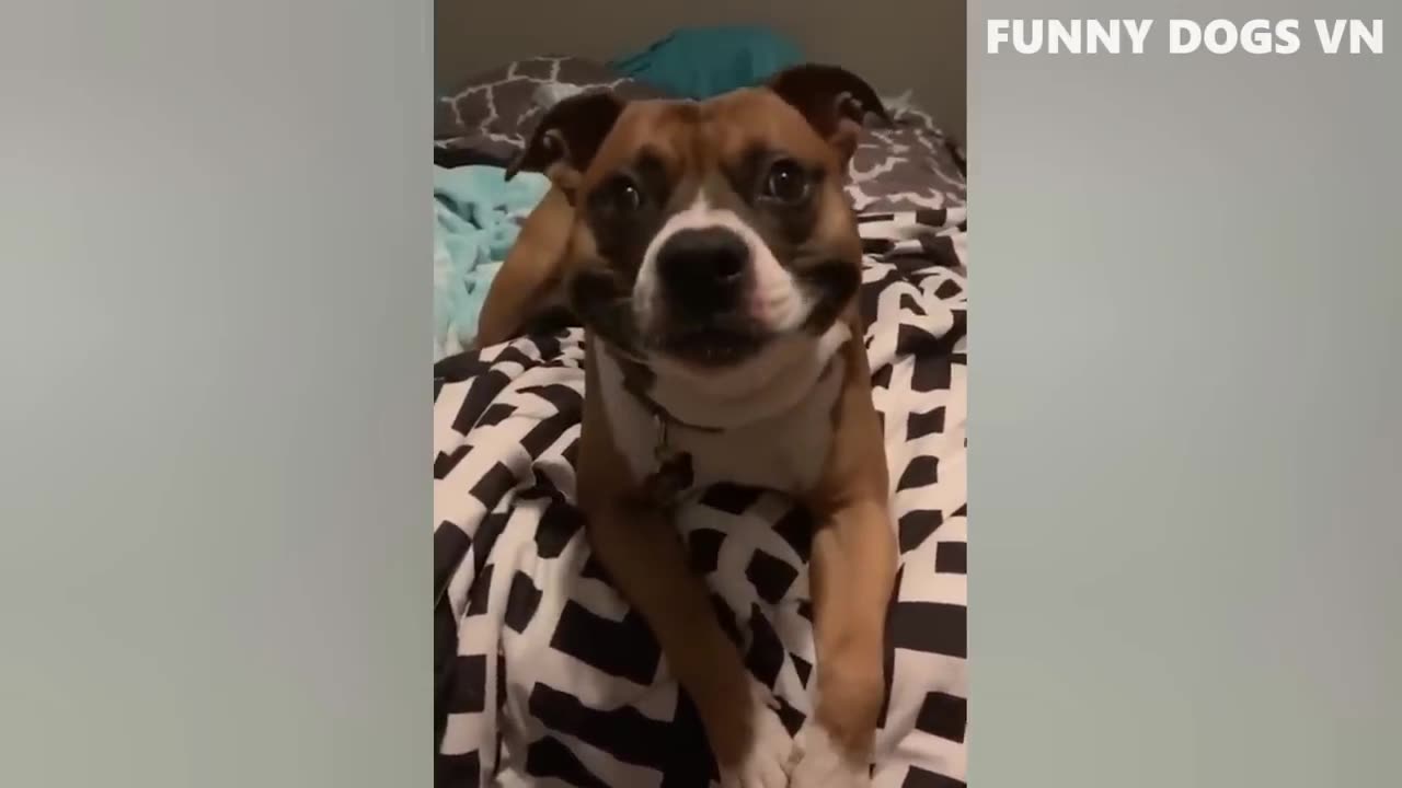 Best Funniest Animals 2023 😍 Funniest Dogs And Cats Videos 🐱🐶 #59