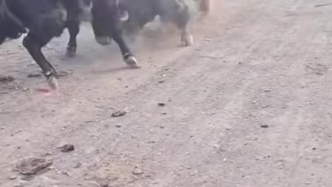 Yak vs bull full fight