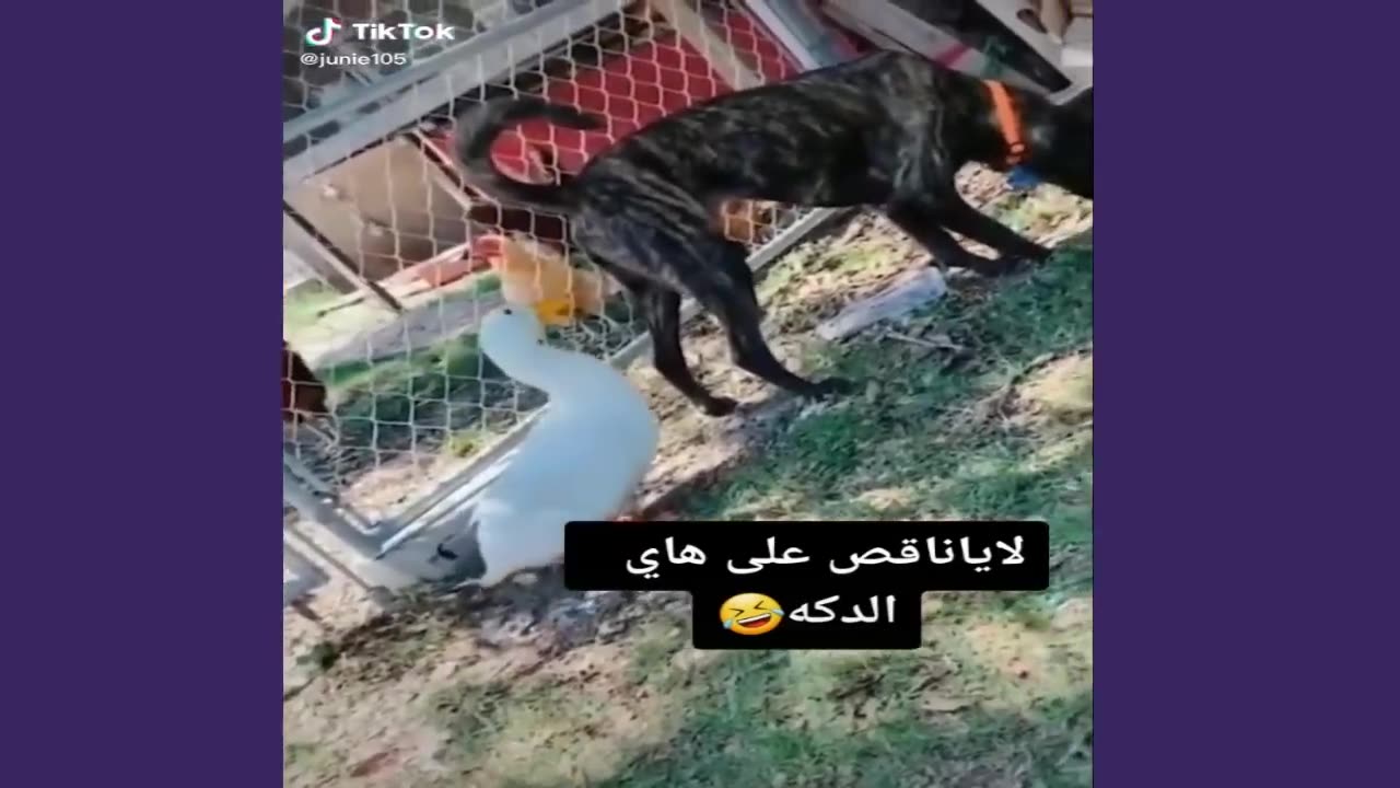 funny clips that will make you laugh to death, funny animals."