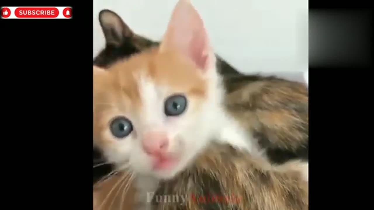 Very funny cat