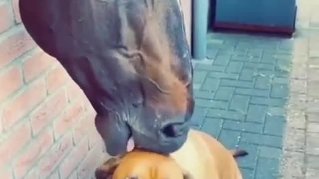 BEST FRIENDS - DOG AND HORSE