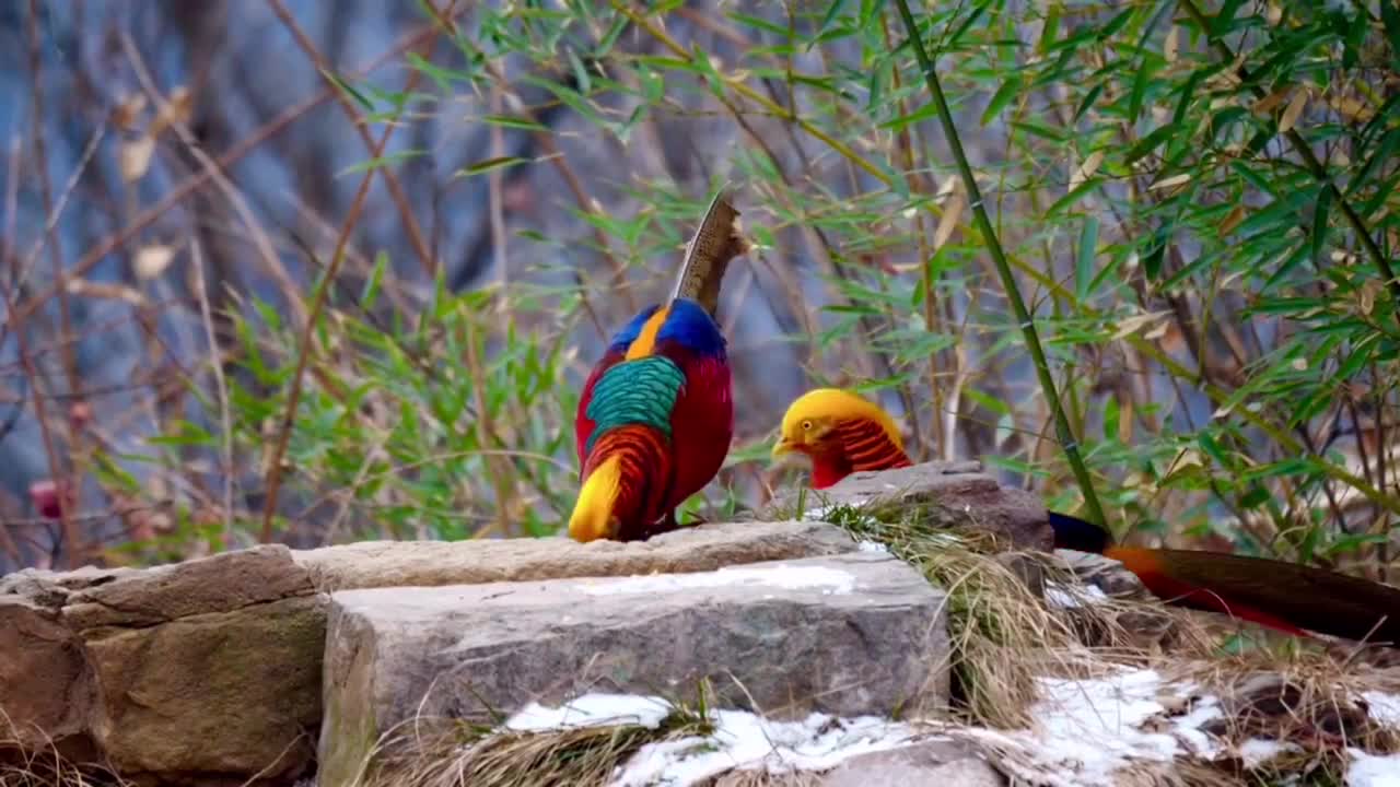 The bird