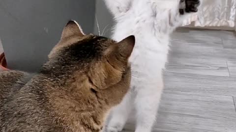 Cat's Funny fighting 😂😂😂