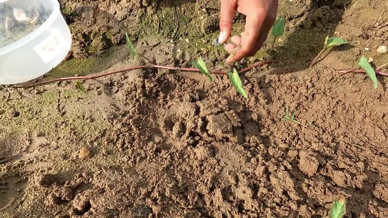 Amazing Catching Turtles in the Nest and Fishing Betta fish Lobster in a lake near the village-7