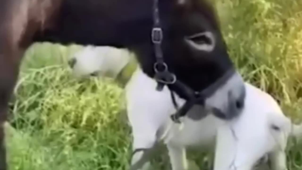 Funny animal video
