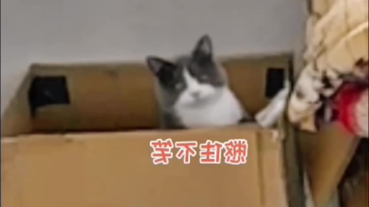 Cat detroyed her owners TV and blamed dog for it? Cats are intelligent ep 4