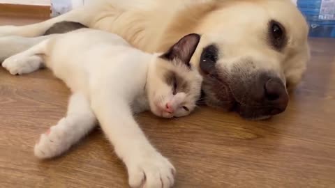 Kitten Loves to Sleep with a Golden Retriever