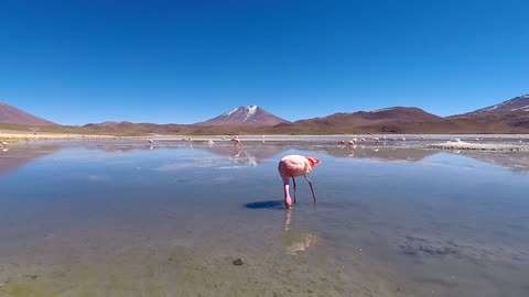 Pink Flamingo in Shallow Water