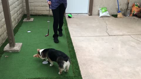 Pet Dog Intercepts Golf Ball and Drops it in the Hole While Owner Plays