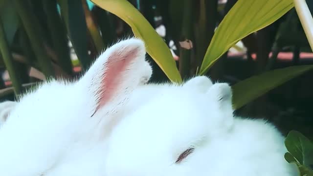 Rabbits and their beauty