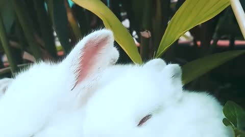 Rabbits and their beauty