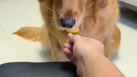 Awesome trick to give medicine to dogs