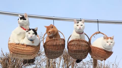 Basket Cat