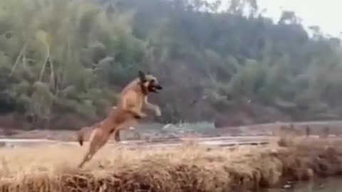 Cute Dog Jumping