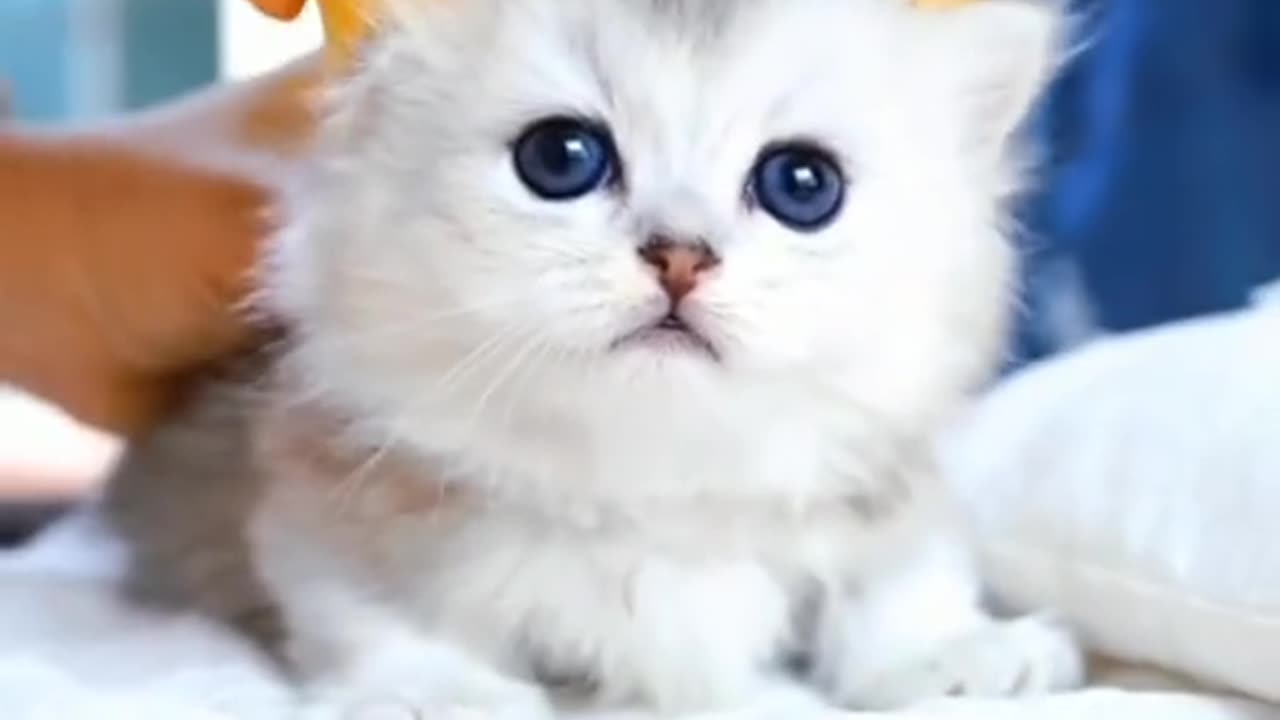 cute cat