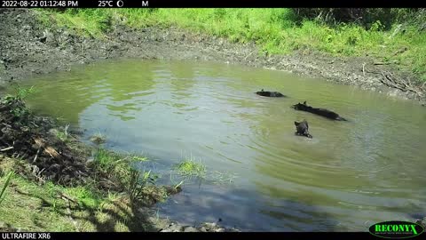 Bear Family Enjoys Splashing and Playing Around Conservation Area