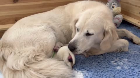 Golden Retriever Welpen…Shirly‘s puppies are born