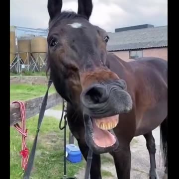 Funny animals, Who said they Don't know how to express themselves.