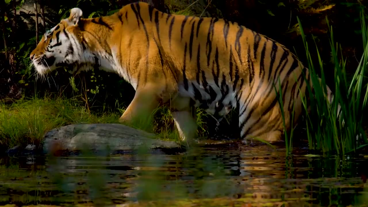 12K HDR 60FPS DOLBY VISION-COLORFUL WORLD ANIMALS_ANIMALS SOUND