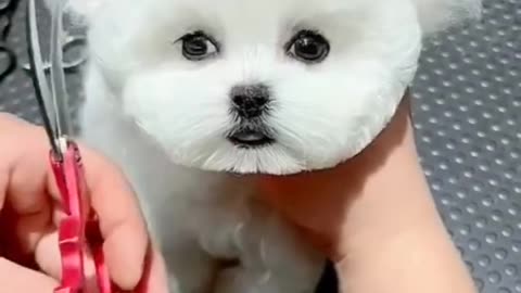 Cute puppy