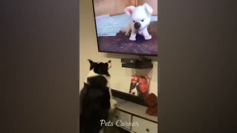 FUNNY ANIMAL VIDEOS