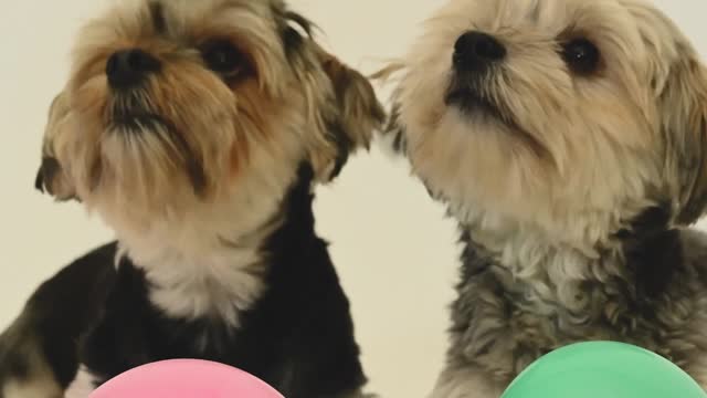 Video of dogs playing with Ballons