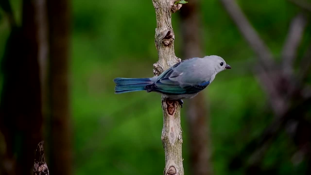 Beautiful birds sound