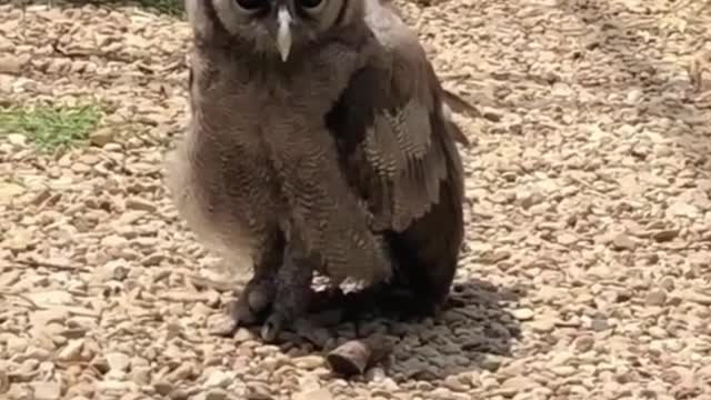 The owl is so cute that it is short-sighted