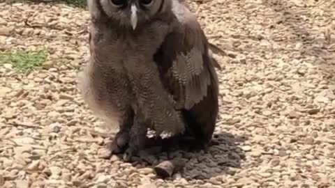 The owl is so cute that it is short-sighted