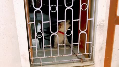 The dog is angry with me..😡😡