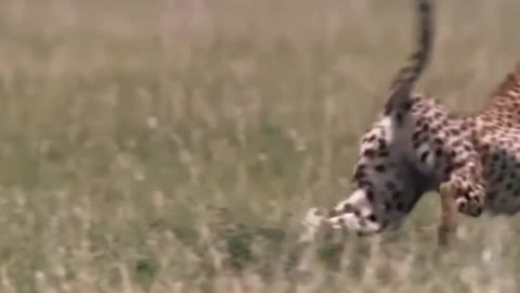 HIGH SPEED CHEETAH