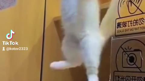 Funny Cat