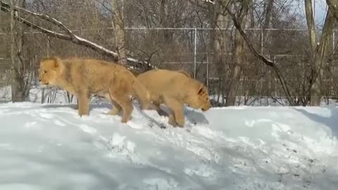 Young lions frolic in their 1st ‘big’ snowfall