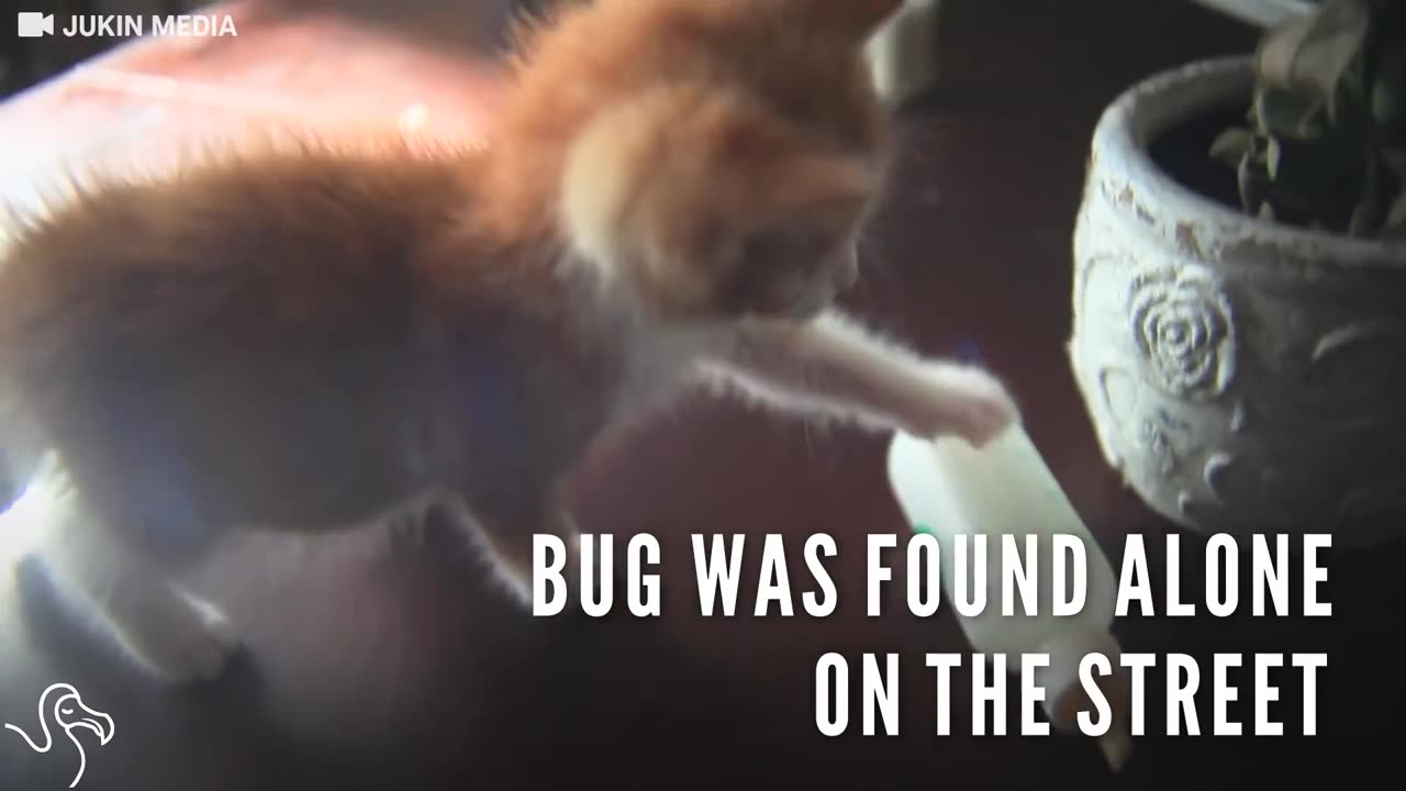 Tiny Kitten Found In The Street Will Never Be Alone Again