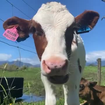 I Feed Marshmallow Her First Donut Today, and She Loves It