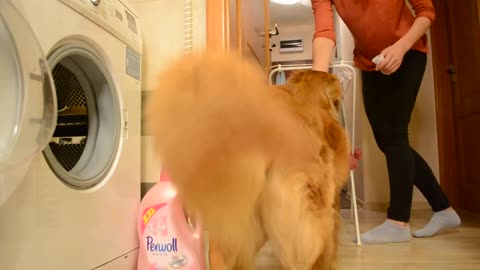 She Catches Her Dog Doing Something Strange. When He Turns Around? I Can't Stop Smiling!