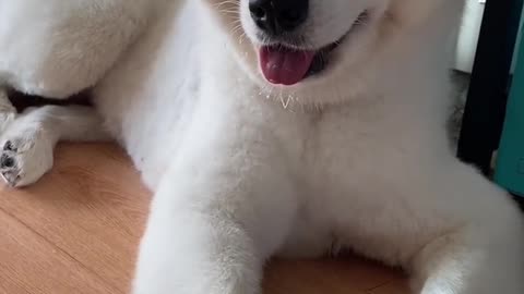 I don't think you've ever seen that lovely Samoyed