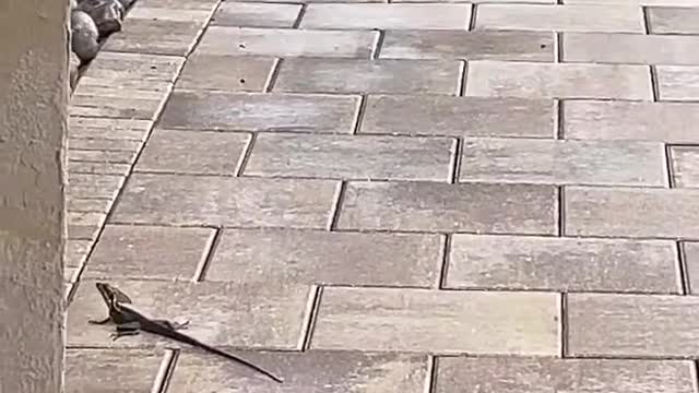 Livestream Clip -Brown Basilisk is the most unique of all Florida’s invasive lizards