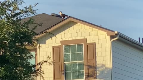 Birds Attacking Mexican Eagle 🦅 #fypシ #birds #texas #shorts #fyp #birdwatching