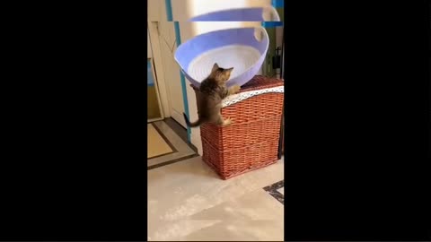 Funny animals - Funny cats/dogs - Funny animal videos 2023 #1