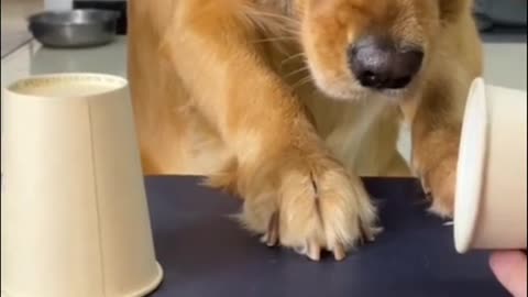 Smart Golden retriever dog guess