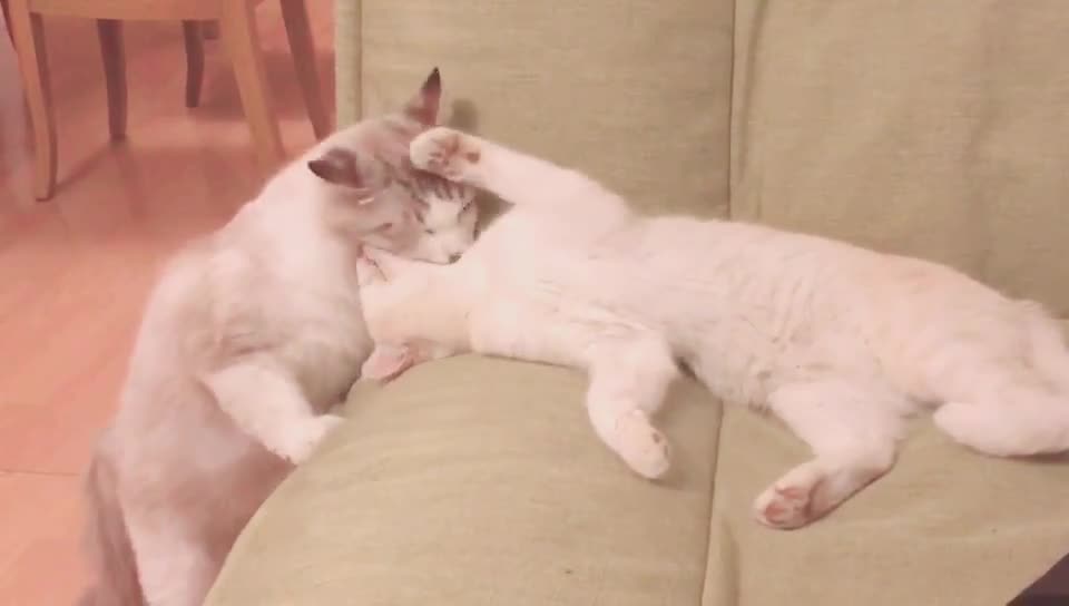 They are in love