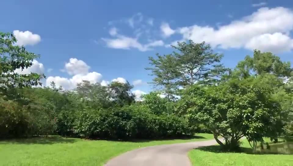 The sky and the forest