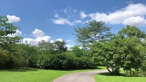 The sky and the forest