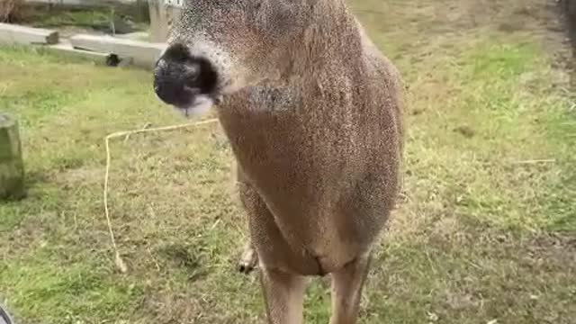 😁What beautiful antlers