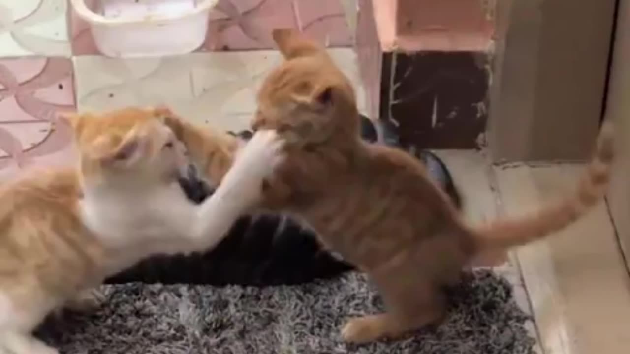 Kittens and their new found love for WWE