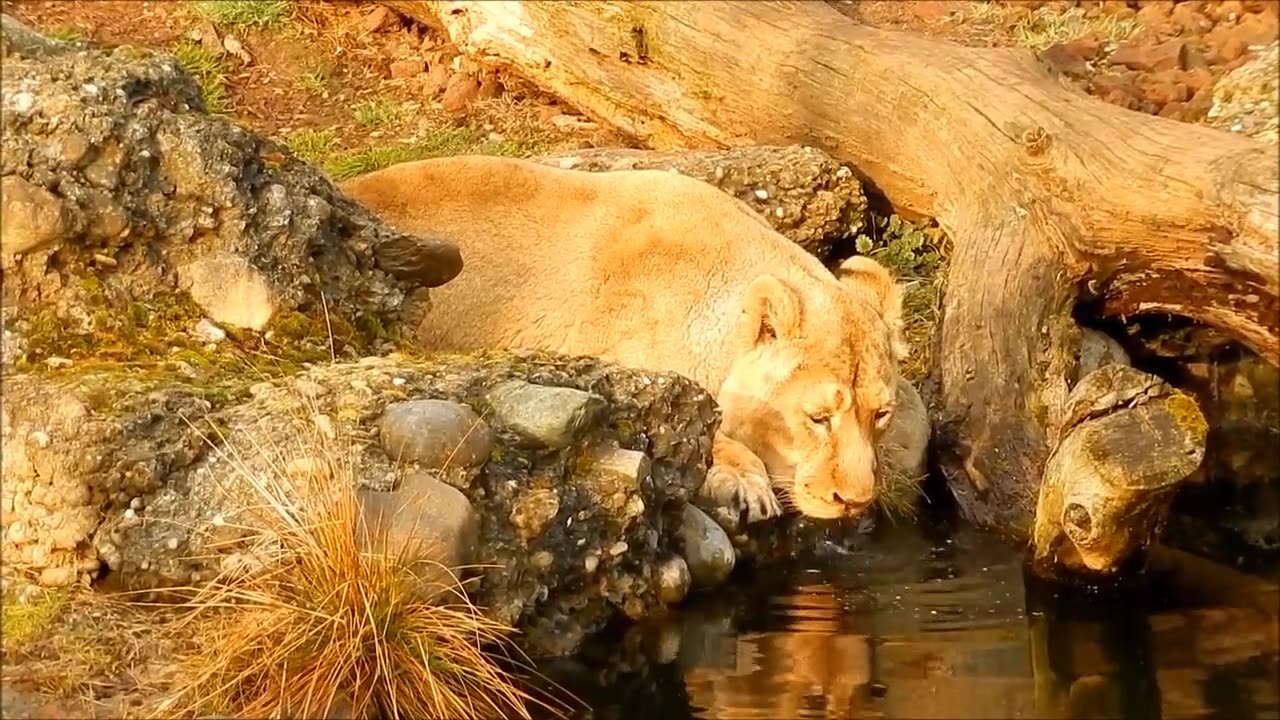 Lion is beautful Adorable lion cub pulls brother's tail when mom isn't looking