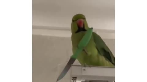 #CuteBabyAnimals #Funny #daily #Shorts #amushorts #rumble C077
