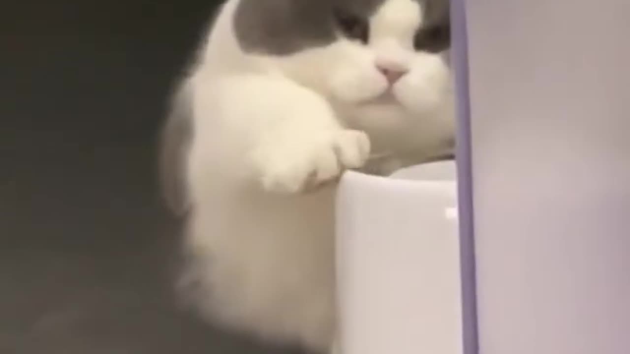 Cute short-legged cat pet🥰