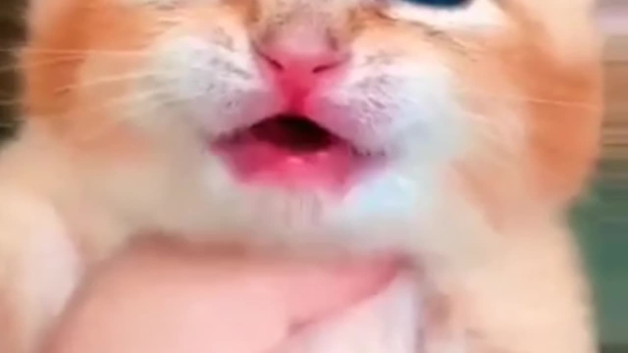 Cute Kitten🐱🐱🐱